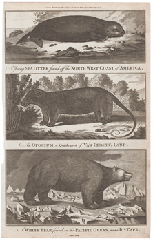 A Young Sea Otter found off the North West Coast of America  An Opossum, a Quadruped of Van Diemen's Land [Tasmania]  A White Bear [Polar Bear] found in the Pacific Ocean near Icy Cape